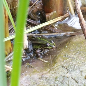 żabka-w-oczku-wodnym-zimna-wiosna